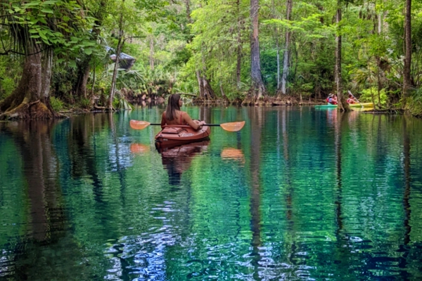Image of silver springs kayaking and palm tree on the water